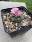 Preview: Lophophora fricii